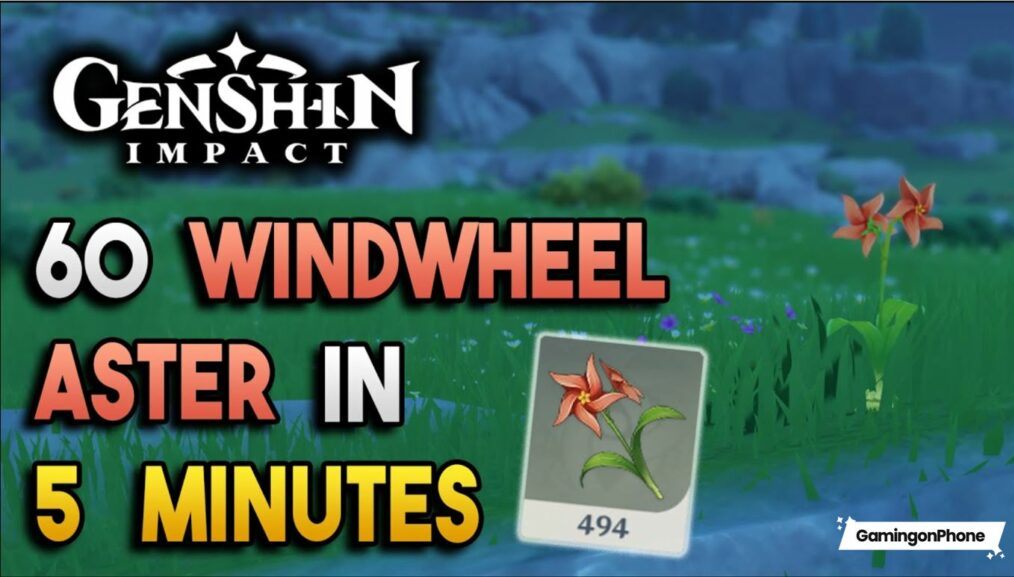windwheel aster